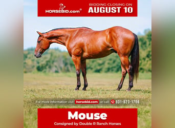 American Quarter Horse, Castrone, 8 Anni, Baio ciliegia