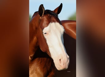 American Quarter Horse, Castrone, 8 Anni, Baio ciliegia
