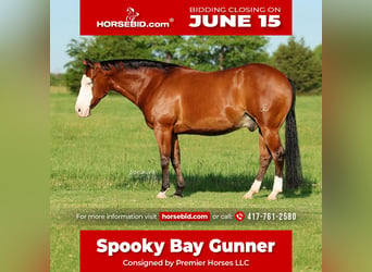 American Quarter Horse, Castrone, 8 Anni, Baio ciliegia