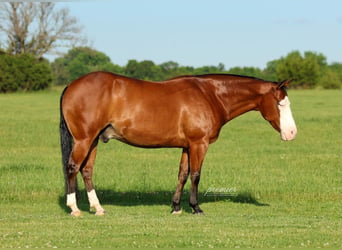 American Quarter Horse, Castrone, 8 Anni, Baio ciliegia