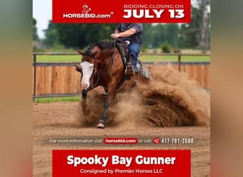 American Quarter Horse, Castrone, 8 Anni, Baio ciliegia