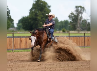 American Quarter Horse, Castrone, 8 Anni, Baio ciliegia