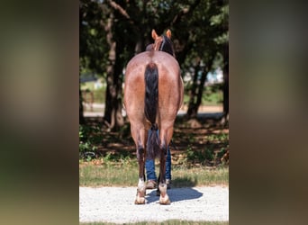 American Quarter Horse, Castrone, 8 Anni, Baio roano