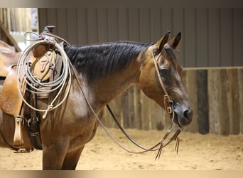 American Quarter Horse, Castrone, 8 Anni, Baio roano