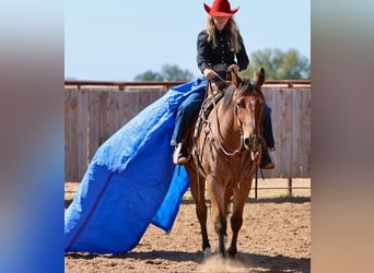 American Quarter Horse, Castrone, 8 Anni, Baio roano