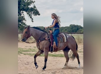 American Quarter Horse, Castrone, 8 Anni, Baio roano