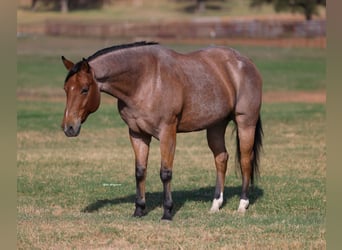 American Quarter Horse, Castrone, 8 Anni, Baio roano