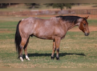 American Quarter Horse, Castrone, 8 Anni, Baio roano