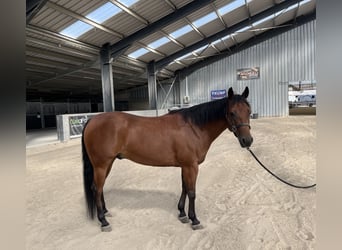 American Quarter Horse, Castrone, 8 Anni, Baio scuro