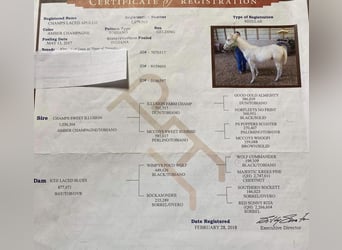 American Quarter Horse, Castrone, 8 Anni, Champagne