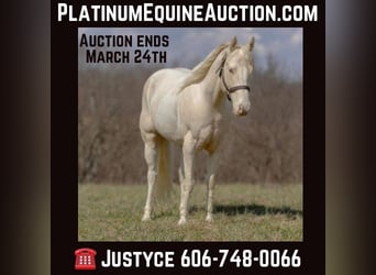American Quarter Horse, Castrone, 8 Anni, Champagne