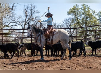 American Quarter Horse, Castrone, 8 Anni, Grigio