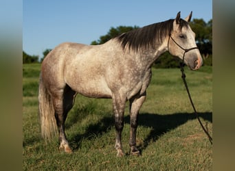 American Quarter Horse, Castrone, 8 Anni, Grigio