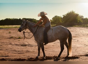 American Quarter Horse, Castrone, 8 Anni, Grigio