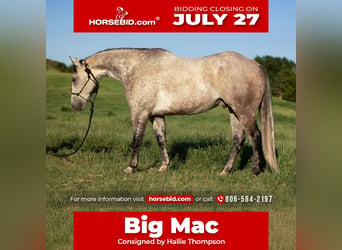American Quarter Horse, Castrone, 8 Anni, Grigio