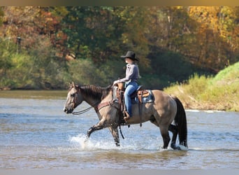 American Quarter Horse, Castrone, 8 Anni, Grullo