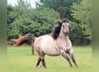 American Quarter Horse, Castrone, 8 Anni, Grullo