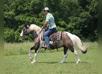 American Quarter Horse, Castrone, 8 Anni, Grullo