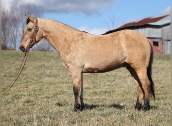 American Quarter Horse, Castrone, 8 Anni, Morello