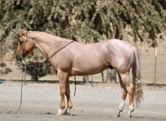 American Quarter Horse, Castrone, 8 Anni, Palomino