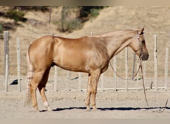 American Quarter Horse, Castrone, 8 Anni, Palomino