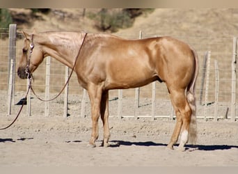 American Quarter Horse, Castrone, 8 Anni, Palomino
