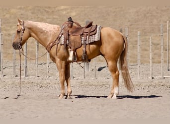 American Quarter Horse, Castrone, 8 Anni, Palomino