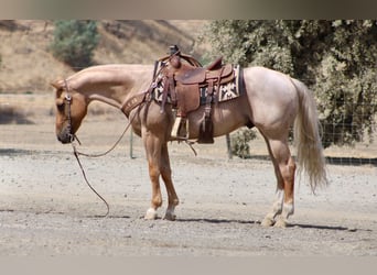 American Quarter Horse, Castrone, 8 Anni, Palomino