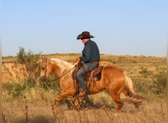 American Quarter Horse, Castrone, 8 Anni, Palomino