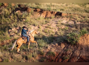 American Quarter Horse, Castrone, 8 Anni, Palomino