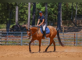 American Quarter Horse, Castrone, 8 Anni, Pelle di daino