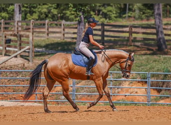 American Quarter Horse, Castrone, 8 Anni, Pelle di daino