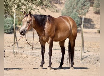 American Quarter Horse, Castrone, 8 Anni, Pelle di daino