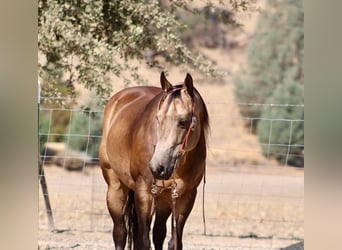 American Quarter Horse, Castrone, 8 Anni, Pelle di daino