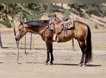 American Quarter Horse, Castrone, 8 Anni, Pelle di daino