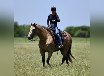 American Quarter Horse, Castrone, 8 Anni, Pelle di daino