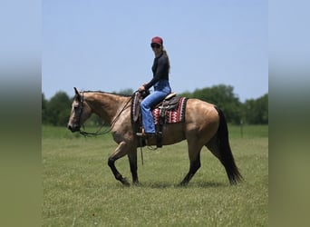 American Quarter Horse, Castrone, 8 Anni, Pelle di daino