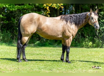 American Quarter Horse, Castrone, 8 Anni, Pelle di daino