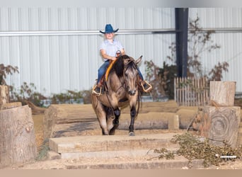 American Quarter Horse, Castrone, 8 Anni, Pelle di daino