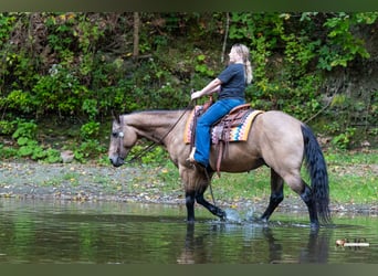 American Quarter Horse, Castrone, 8 Anni, Pelle di daino
