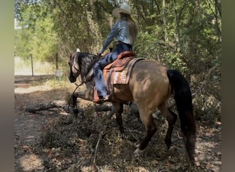 American Quarter Horse, Castrone, 8 Anni, Pelle di daino