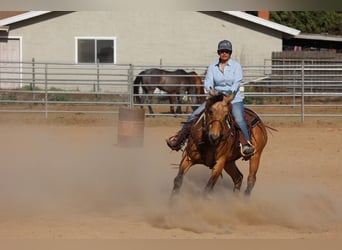 American Quarter Horse, Castrone, 8 Anni, Pelle di daino