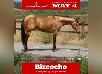 American Quarter Horse, Castrone, 8 Anni, Pelle di daino