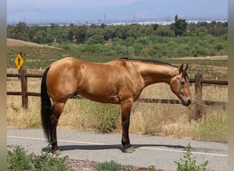 American Quarter Horse, Castrone, 8 Anni, Pelle di daino