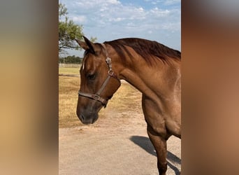 American Quarter Horse, Castrone, 8 Anni, Red dun
