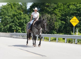 American Quarter Horse, Castrone, 8 Anni, Roano blu