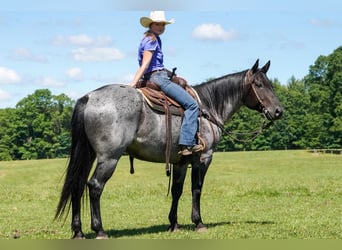 American Quarter Horse, Castrone, 8 Anni, Roano blu