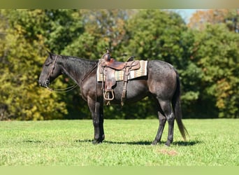 American Quarter Horse, Castrone, 8 Anni, Roano blu