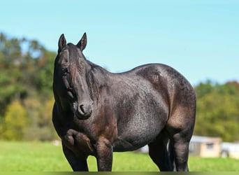 American Quarter Horse, Castrone, 8 Anni, Roano blu