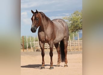 American Quarter Horse, Castrone, 8 Anni, Roano rosso